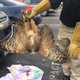 Illustration for article titled Owl Stuck In SUV Grille During 160-Mile Ride Should Be Fine